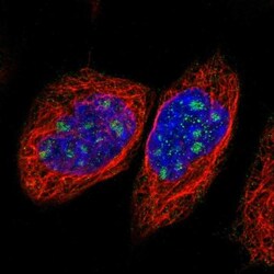 NOL11 Antibody, Novus Biologicals 0.1mL; Unlabeled:Antibodies, Polyclonal